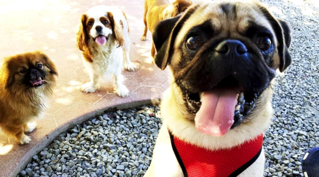 Anadolu Yakası Köpek Oteli