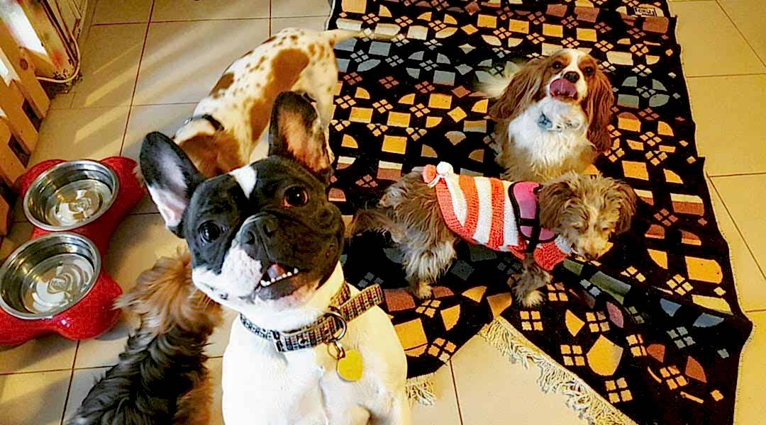 Köpek Pansiyonu Nedir? Neden Kullanılır?