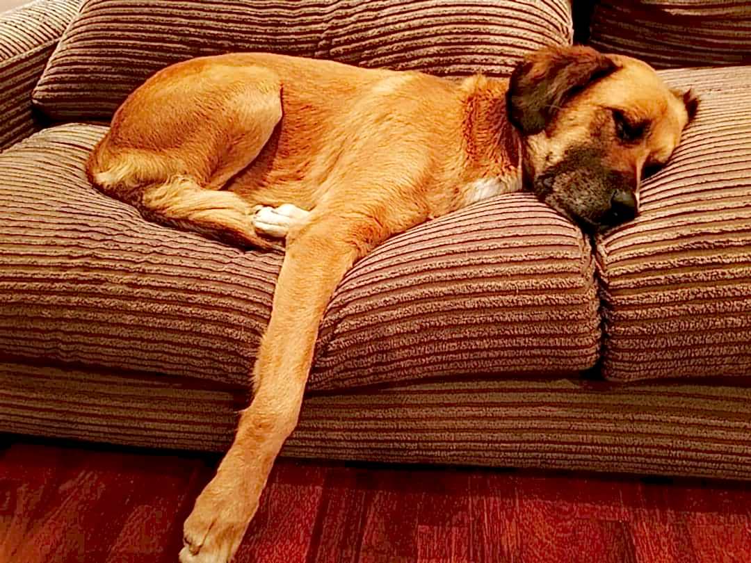 Neşeli Pet Otel | Köpek Oteli | Köpek Pansiyonu | Hakkımızda