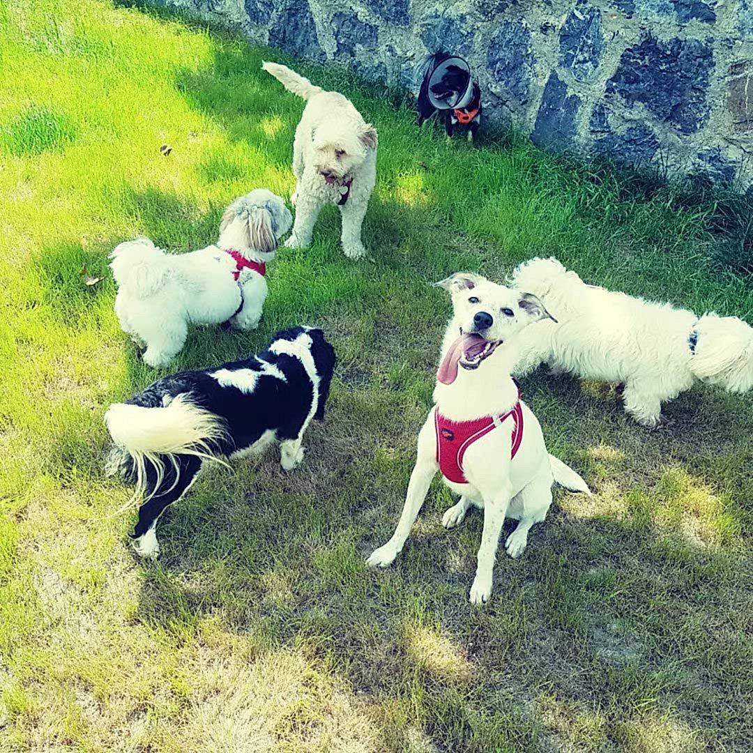 Köpek Oteli Köpek Oteli