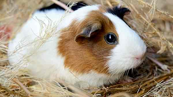 Neşeli Pet Otel Diğer Konaklama