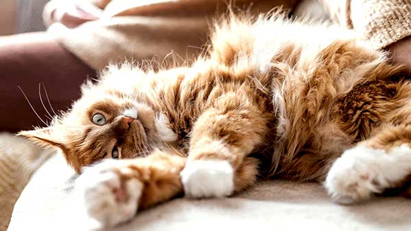 Neşeli Kedi Pansiyonu