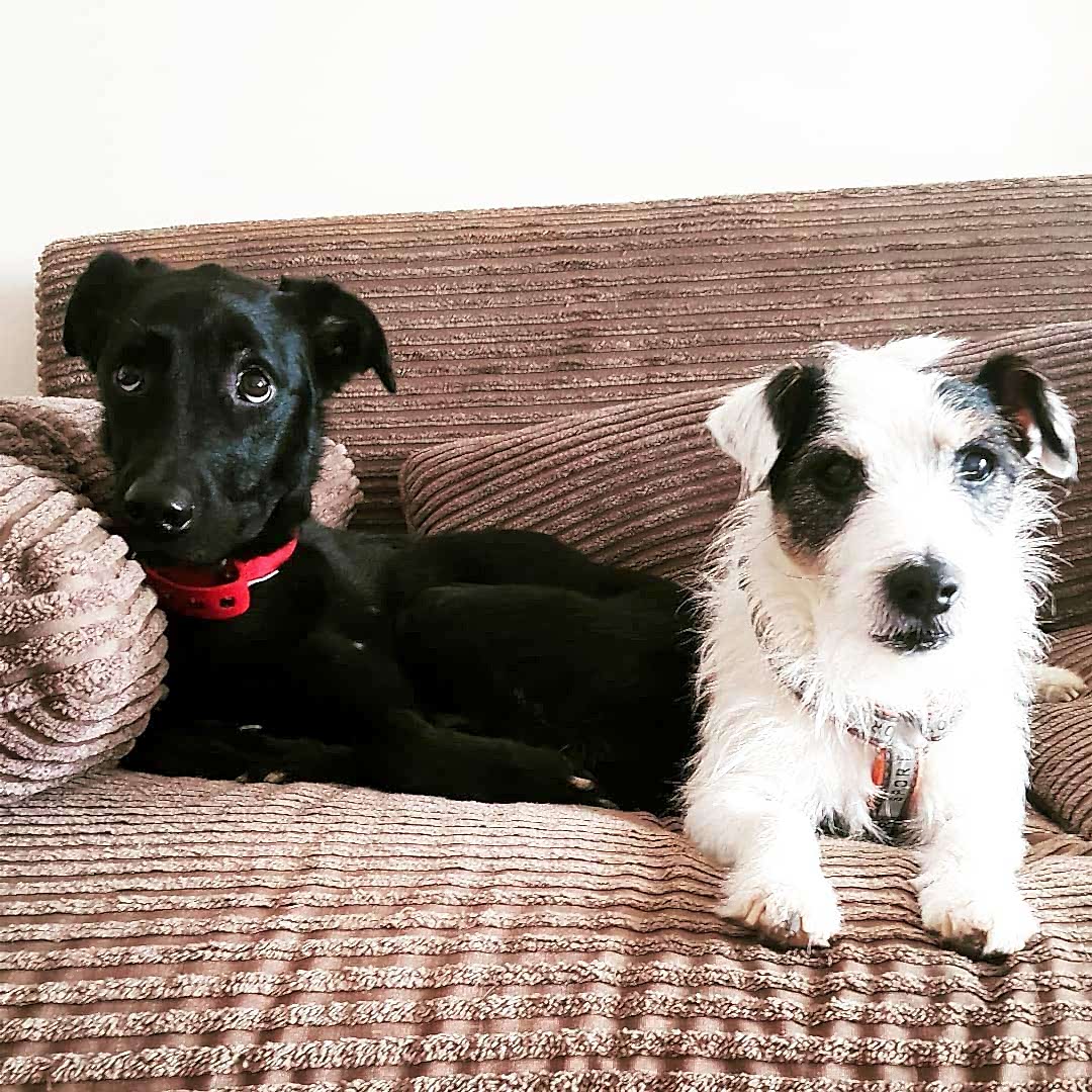 Köpek Kreşi Köpek Kreşi