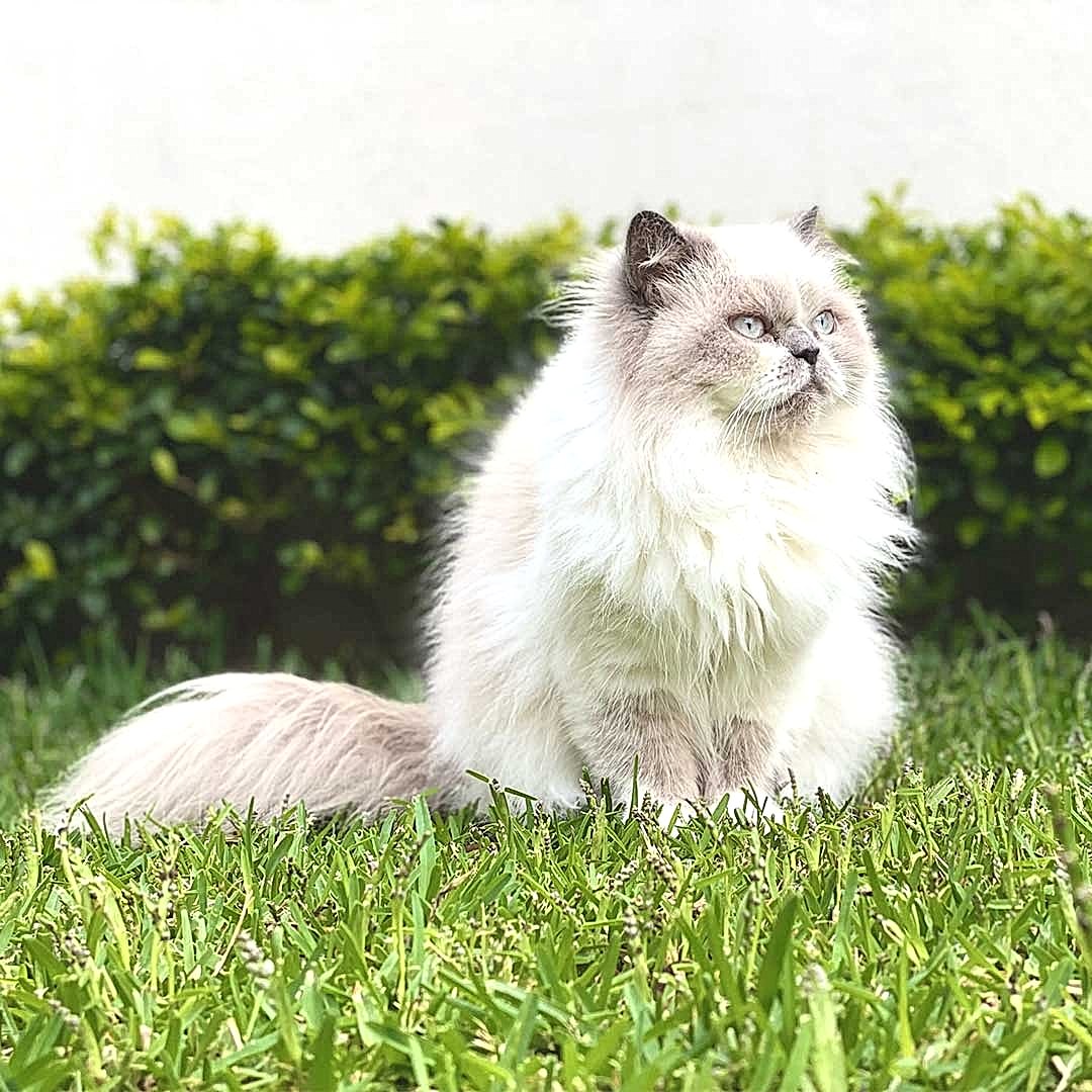 Neşeli Kedi Pansiyonu