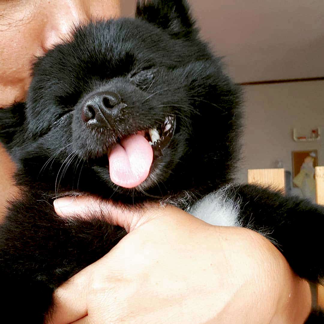 Neşeli Köpek Oteli